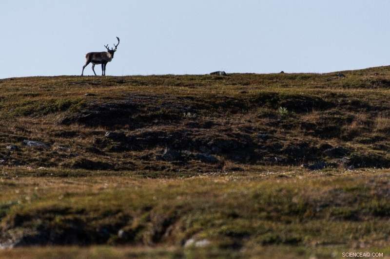 Permafrost: A Looming Carbon Crisis