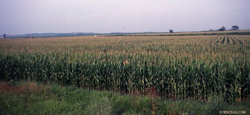 New Penn State Study Reveals How Climate Change Alters Rain Patterns in the U.S. Corn Belt