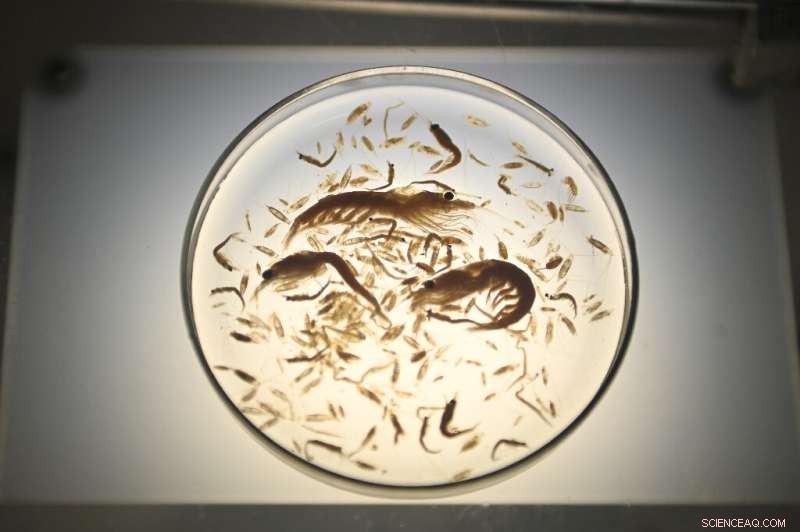 Tiny Plankton, Big Impact: Decoding Ocean Health with Innovative Towed Devices