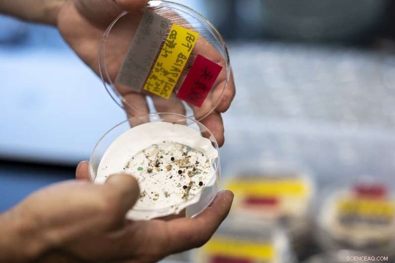 Scientists Investigate Microplastic Threats in Japan’s Pacific Waters