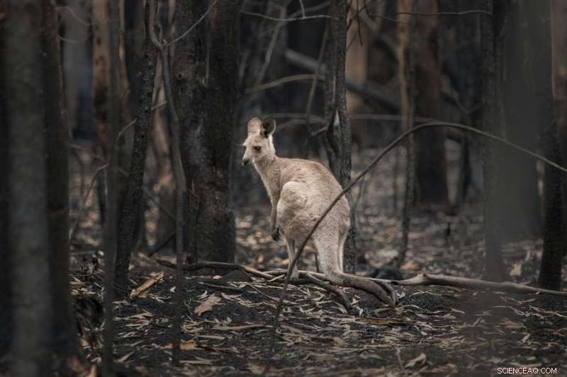 COP26: What Success Means for Earth’s Future – Key Factors to Watch
