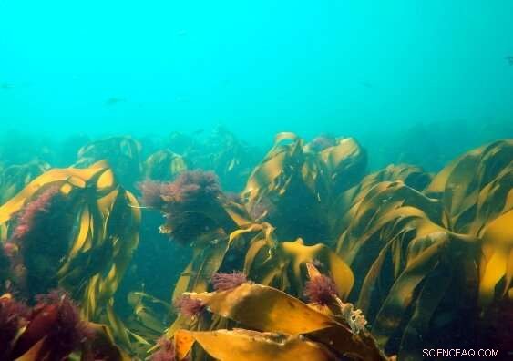 Marine Heatwaves Threaten Ecosystems and Economies—Urgent Global Action Needed