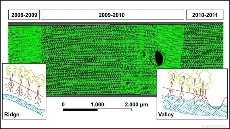 Tree Rings Reveal Earthquake Impact: Radiata Pine as a High‑Resolution Tool