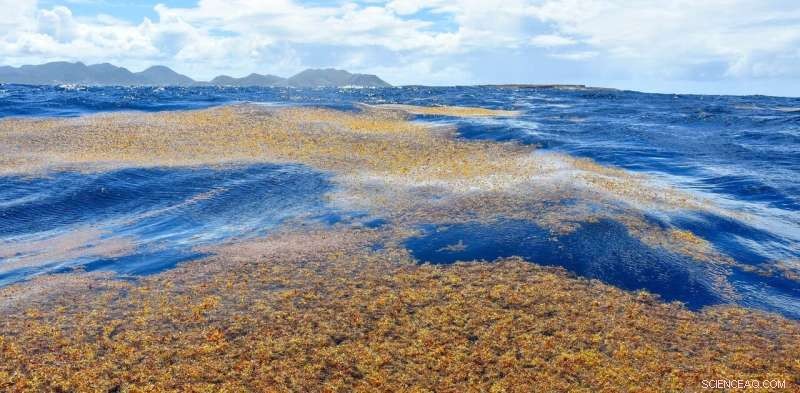 What Causes the Massive Brown Seaweed Blooms on Florida and Caribbean Beaches?