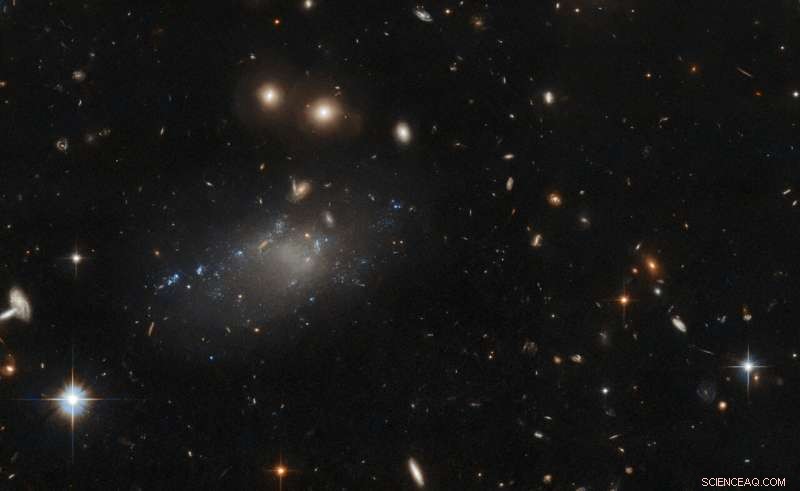 Hubble Reveals the Enigmatic Ultra-Diffuse Galaxy GAMA 526784