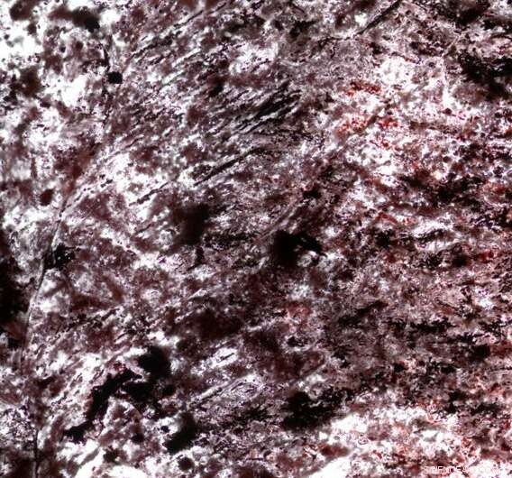 Groundbreaking Microfossils Suggest Life Evolved Earlier Than Previously Thought