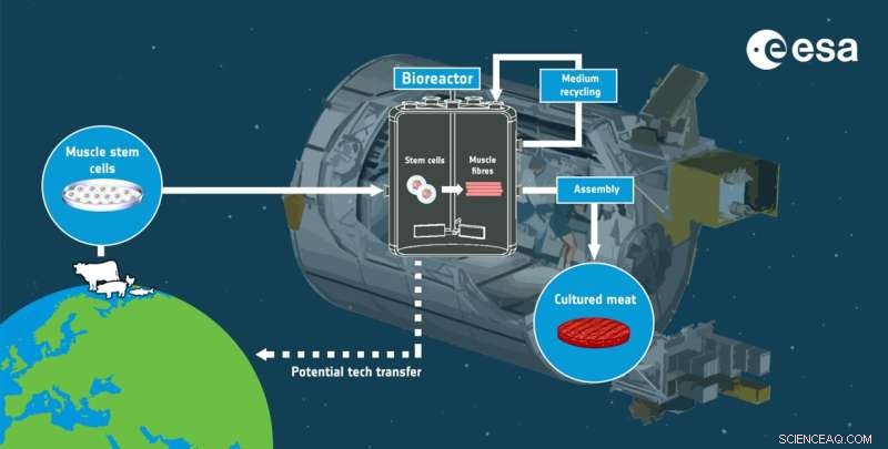 Cultured Meat on the Space Station: Advancing Food for Astronauts and Earth
