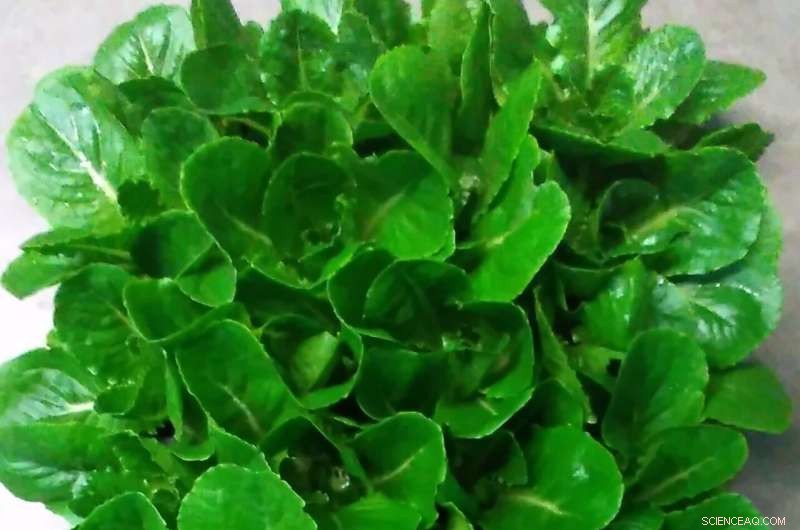 Space-Grown Lettuce Promises to Prevent Astronaut Bone Loss