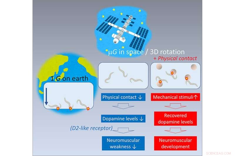 Worm Study Sheds Light on Preventing Astronaut Muscle Loss in Microgravity