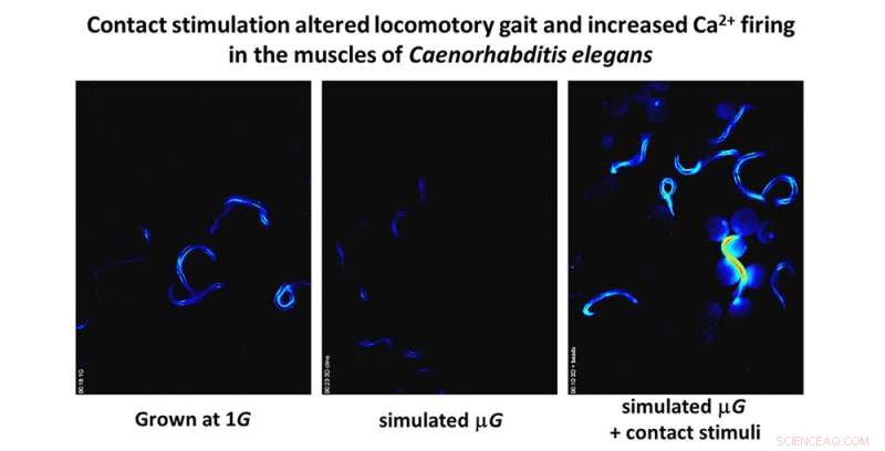 Worm Study Sheds Light on Preventing Astronaut Muscle Loss in Microgravity