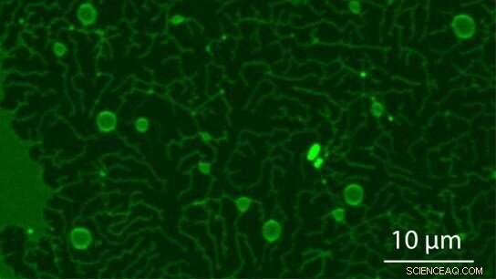 Autonomous Formation of Primitive Cells on Early Earth and Ancient Mars Crust: New Oslo Study