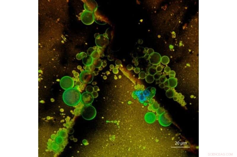 Autonomous Formation of Primitive Cells on Early Earth and Ancient Mars Crust: New Oslo Study