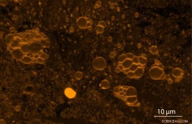 Autonomous Formation of Primitive Cells on Early Earth and Ancient Mars Crust: New Oslo Study