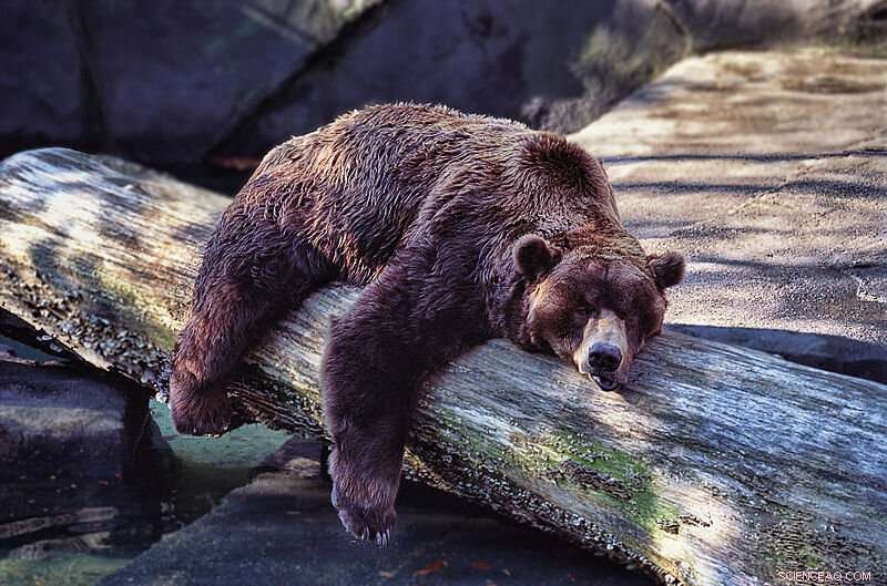 Harnessing Bear-Inspired Hibernation for Cost-Effective Mars Missions