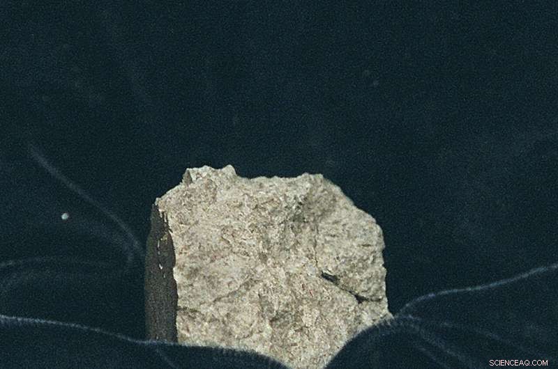 New Research Confirms Antarctic Meteorite Contains No Evidence of Ancient Martian Life