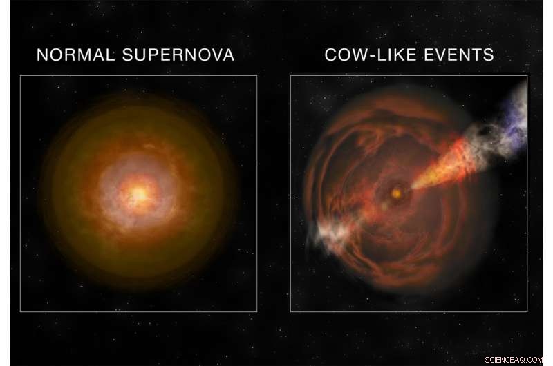 Astronomers Spot the Brightest X‑ray Supernova in the Rare  Cow  Class