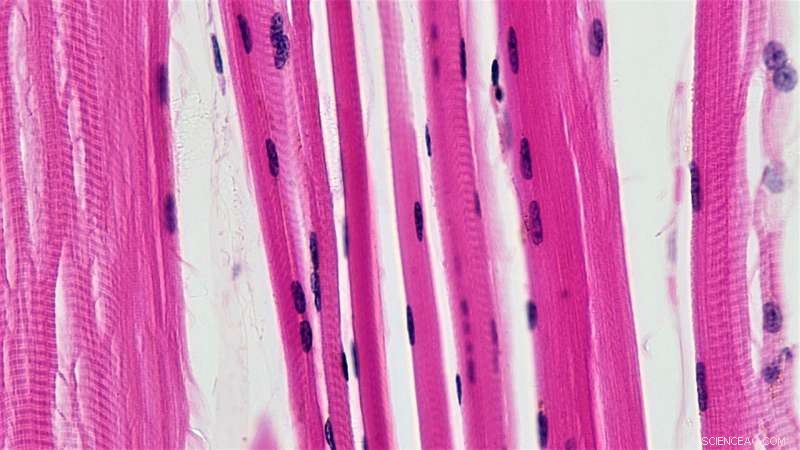 MicroAge: Launching Human Muscle Cells into Space to Unlock Aging Secrets