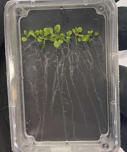 SpaceX’s 24th Cargo Flight to the ISS Brings Bioprinting, Crystallization, and Laundry Experiments