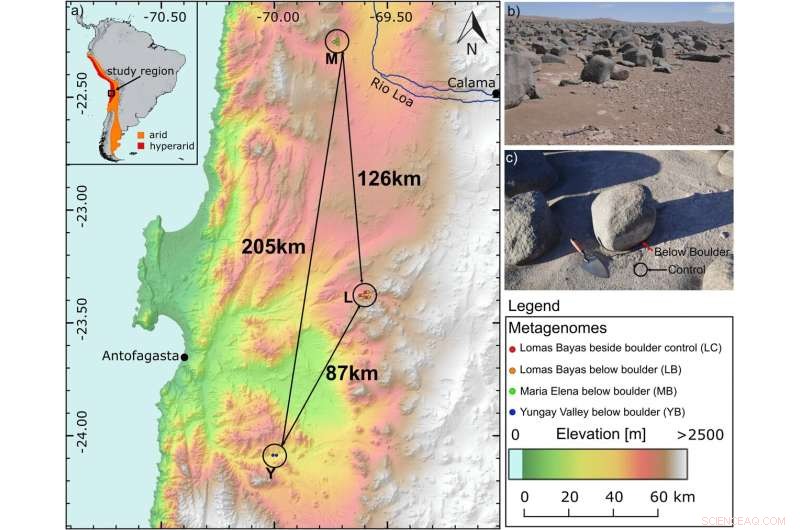 Assessing Microbial and Viral Threats to Mars: Implications for Planetary Protection