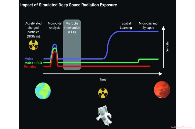 Simulated Deep Space Radiation Reduces Spatial Learning in Male Mice