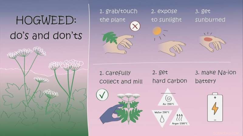 From Toxic Hogweed to Cost-Effective Sodium‑Ion Battery Anodes for Wind Energy