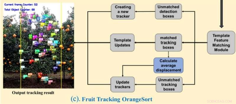 Deep Learning-Based Citrus Fruit Detection and Tracking for Accurate In-Field Counting
