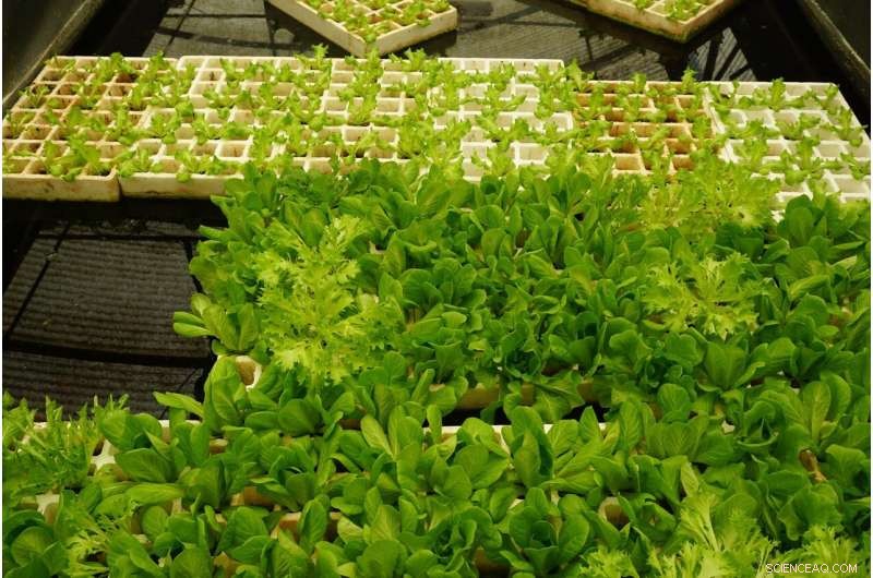 Nature-Based Solutions Drive Greener Urban Renewal