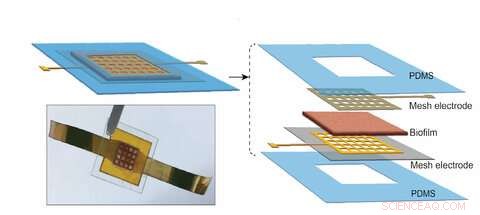 Engineered Biofilm Harvests Sweat to Generate Continuous, Long‑Term Electricity