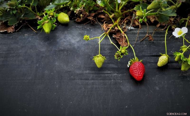 Will California s Strawberry Fields Fade? Exploring Robotic Harvesting Solutions