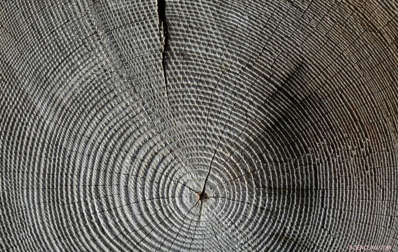 Georgia Study Finds Woody Biomass Could Power Plants and Cut Carbon Emissions