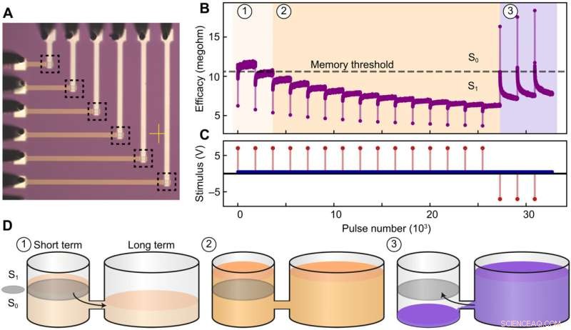 Embedding AI with Palimpsest Memory: A Novel Memristive Synapse Approach