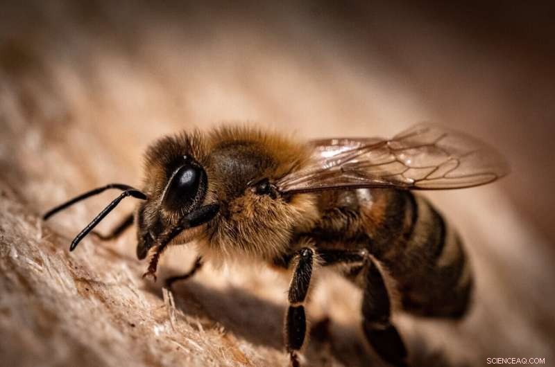 Bee-Inspired Waggle Dance: Revolutionizing Robot Communication in Disaster Zones