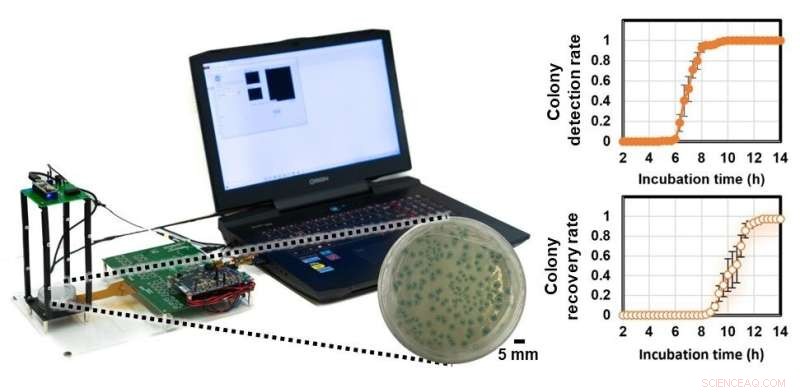 Fast, Accurate Live Bacteria Detection with AI-Enhanced Thin-Film Transistor Arrays