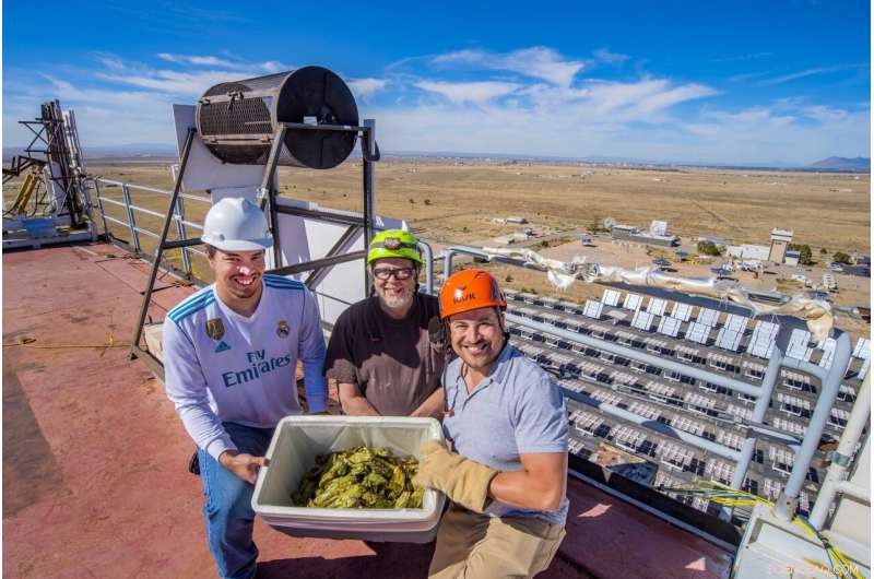 Solar-Powered Green Chile Roasting: A Sustainable Flavor Revolution