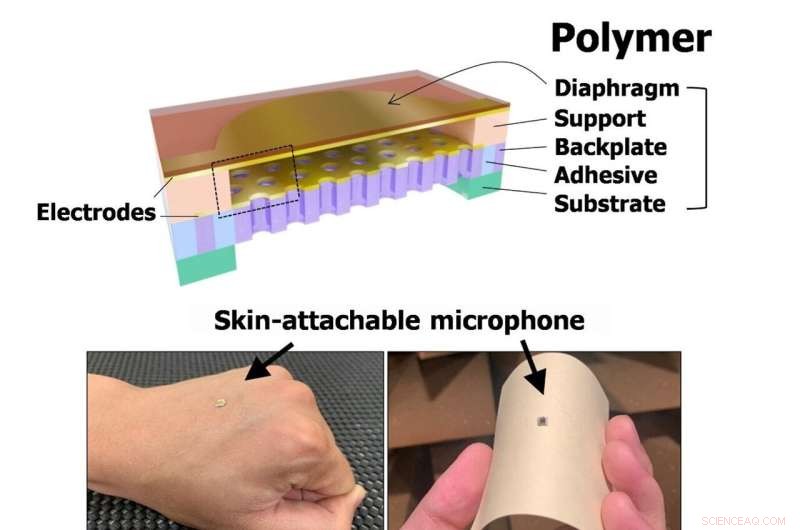 New Skin-Attachable Acoustic Sensor Mimics Human Hearing for Enhanced Voice Recognition