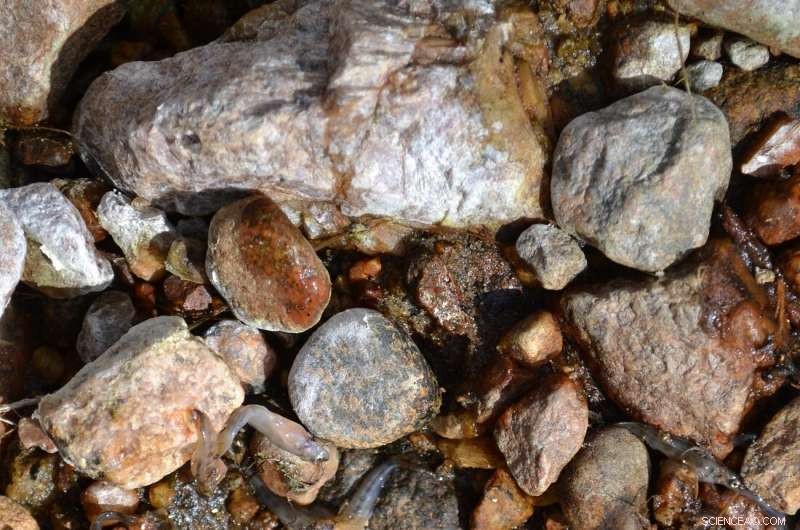 Hydropeaking Threatens Norwegian Rivers: Call for Better Hydropower Plant Regulation