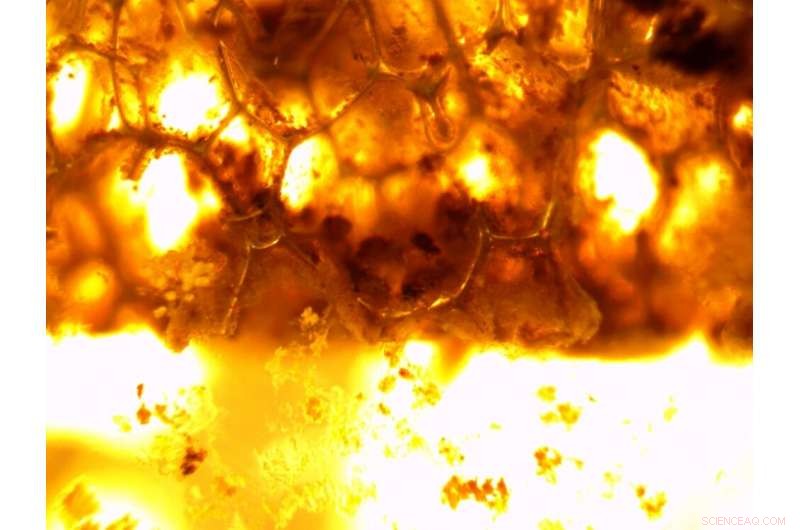 Innovative Biofilm Reactor System Removes Up to 70% Nitrogen from Sewage