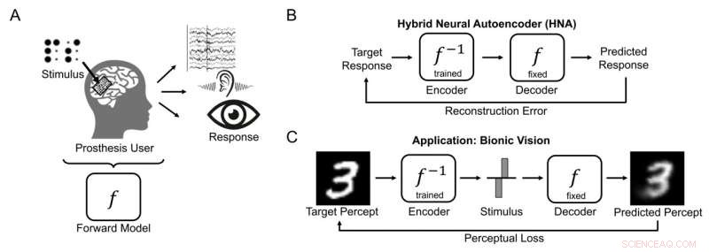 Enhancing Sensory Neuroprostheses with Neural Autoencoder Innovation