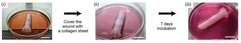 Breakthrough: Scientists Develop Self-Healing Human Skin for Biohybrid Robots