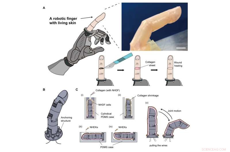 Breakthrough: Scientists Develop Self-Healing Human Skin for Biohybrid Robots