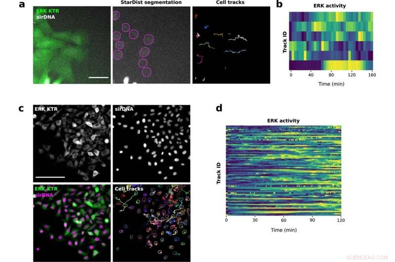 AI-Powered Image Tracking Accelerates Life Science Discoveries