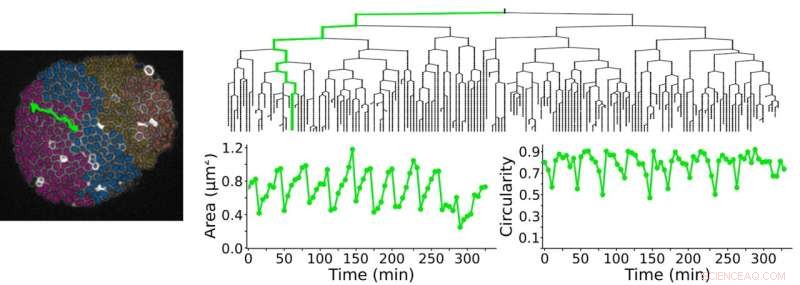 AI-Powered Image Tracking Accelerates Life Science Discoveries