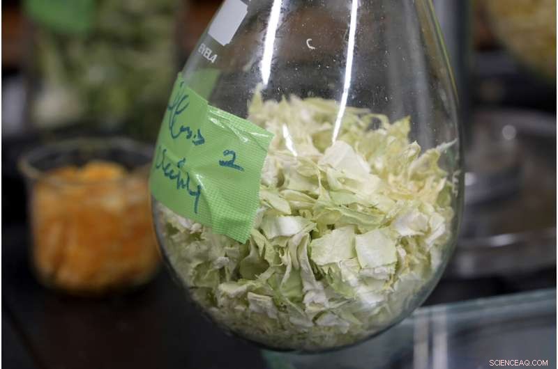 Innovative Cement from Food Waste: Tokyo University s Sustainable Construction Breakthrough