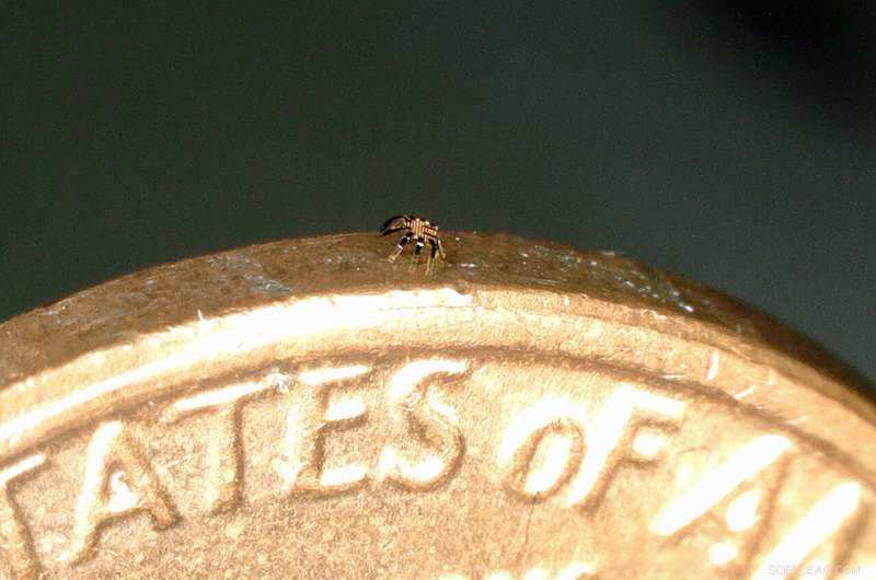 Northwestern Engineers Build 0.5‑mm Robotic Crab: Smallest Remote‑Controlled Walking Robot