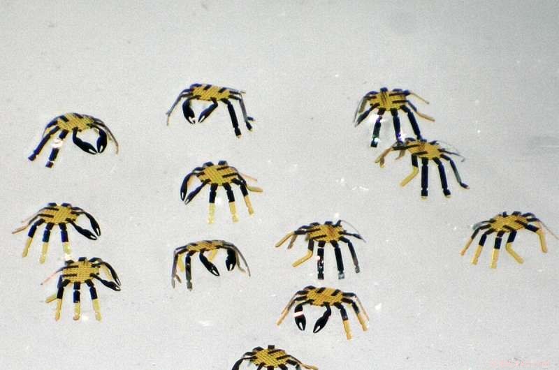 Northwestern Engineers Build 0.5‑mm Robotic Crab: Smallest Remote‑Controlled Walking Robot