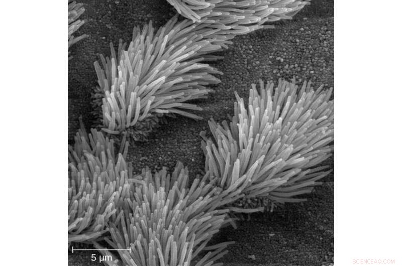 Artificial Cilia: Revolutionizing Diagnostic Devices