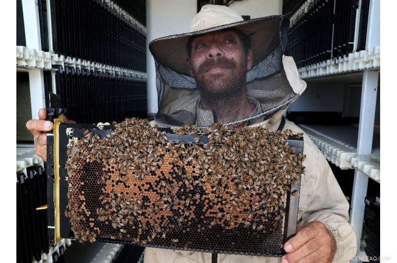 AI-Powered Beehives in Israeli Kibbutz Combat Global Bee Decline