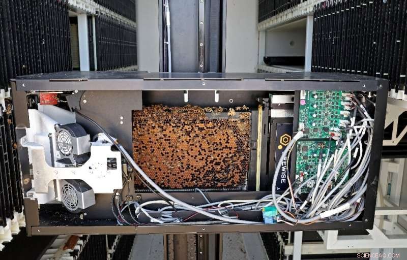 AI-Powered Beehives in Israeli Kibbutz Combat Global Bee Decline