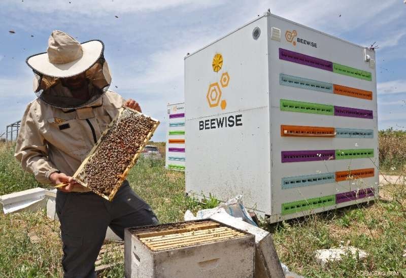AI-Powered Beehives in Israeli Kibbutz Combat Global Bee Decline