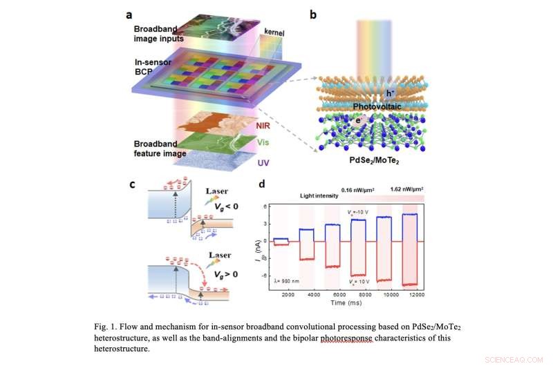 Van der Waals Heterostructures: Enabling Simultaneous Broadband Image Sensing and Convolutional Processing